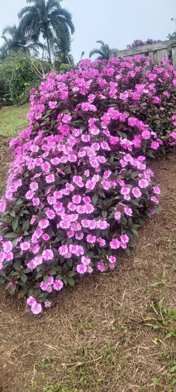 El Rincon De Las Flores Bajo Tigre Exteriör bild
